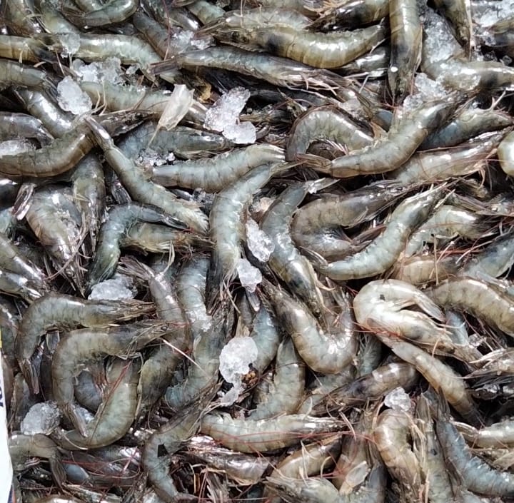 Panen udang segar