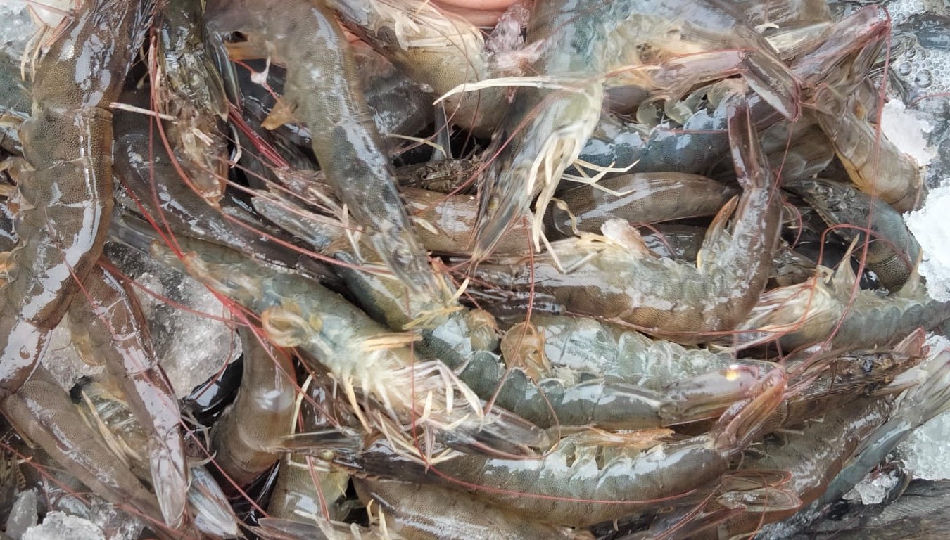Kolam tambak udang